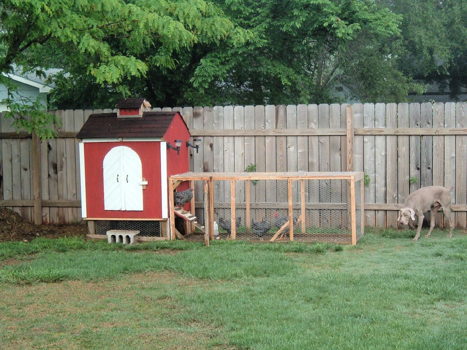 27 Free DIY Chicken Coop Plans That Beginners Can Build