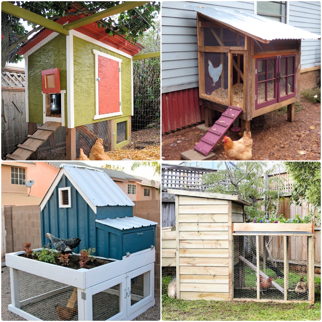 27 Free DIY Chicken Coop Plans That Beginners Can Build